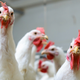 Illustration for article titled Study Finds Chickens Would Have No Qualms About Caging, Eating Humansem/em